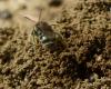 Lasioglossum sp.